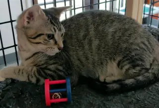 Precious