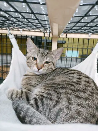 Tabitha