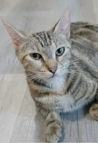 Misu