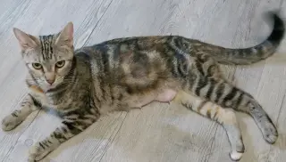 Misu