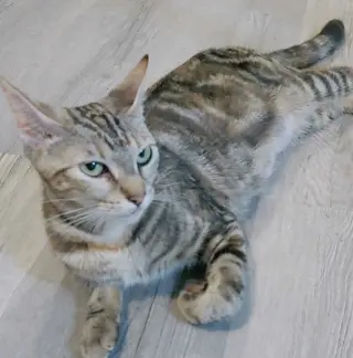 Misu