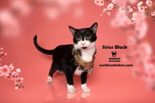 SIRIUS BLACK