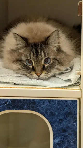 Charlie