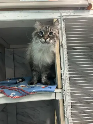 Charlie