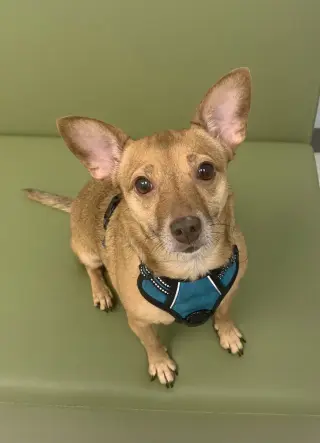 Bambi  [bonded to Sheba]