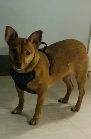 Bambi  [bonded to Sheba]