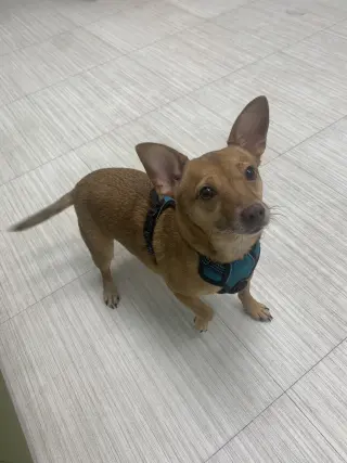 Bambi  [bonded to Sheba]