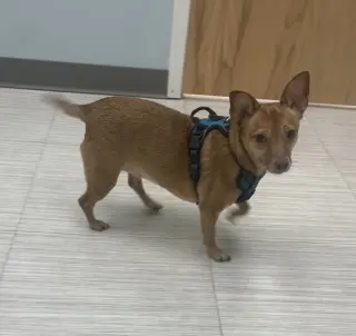 Bambi  [bonded to Sheba]