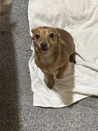 Bambi  [bonded to Sheba]
