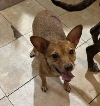 Bambi  [bonded to Sheba]