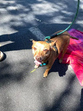 Bambi  [bonded to Sheba]