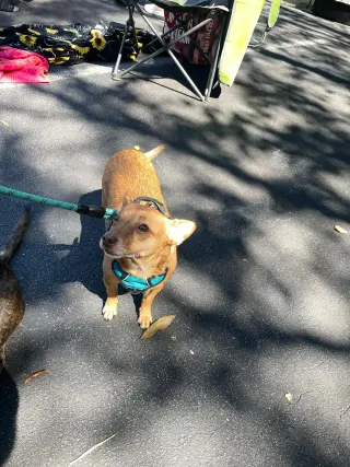 Bambi  [bonded to Sheba]