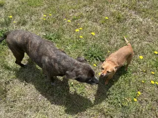 Bambi  [bonded to Sheba]