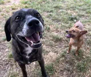Bambi  [bonded to Sheba]
