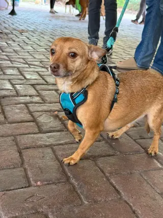 Bambi  [bonded to Sheba]