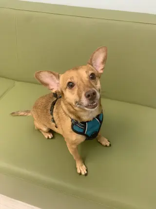Bambi  [bonded to Sheba]