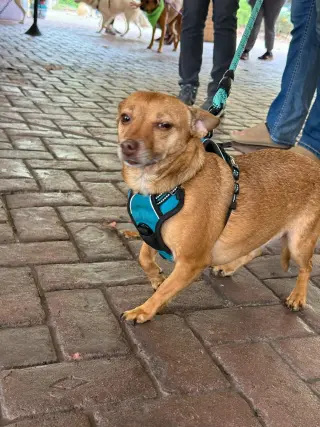 Bambi  [bonded to Sheba]