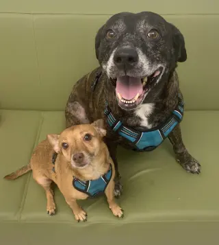 Sheba  [bonded to Bambi]
