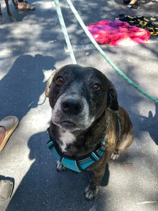 Sheba  [bonded to Bambi]