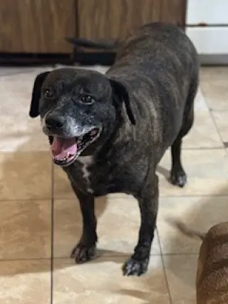Sheba  [bonded to Bambi]