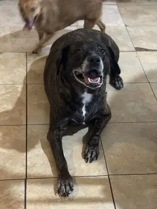 Sheba  [bonded to Bambi]