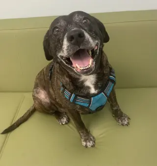 Sheba  [bonded to Bambi]