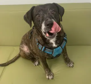 Sheba  [bonded to Bambi]