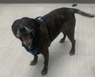 Sheba  [bonded to Bambi]