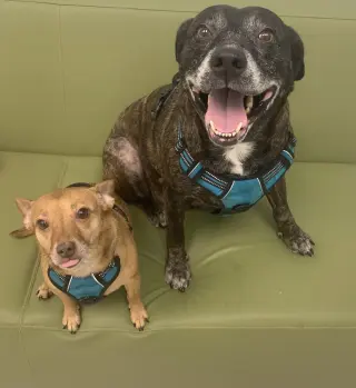 Sheba  [bonded to Bambi]