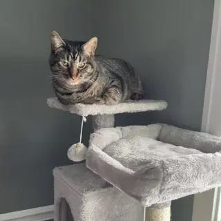 Kaos Litter: PROMETHEUS