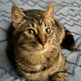 Kaos Litter: PROMETHEUS