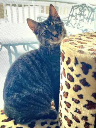 Kaos Litter: PROMETHEUS
