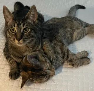 Kaos Litter: PROMETHEUS