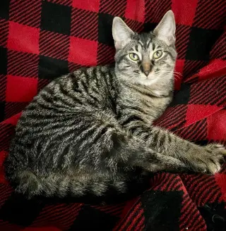 Kaos Litter: PROMETHEUS