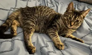 Kaos Litter: PROMETHEUS