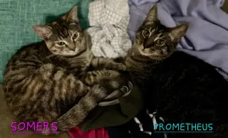 Kaos Litter: PROMETHEUS