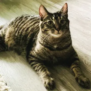 Kaos Litter: PROMETHEUS