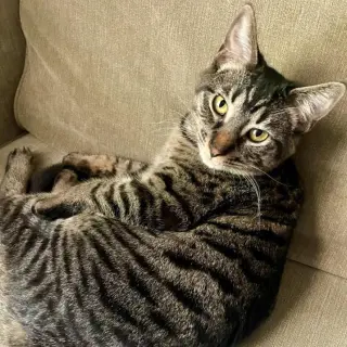 Kaos Litter: PROMETHEUS