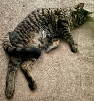 Kaos Litter: PROMETHEUS