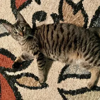 Kaos Litter: PROMETHEUS