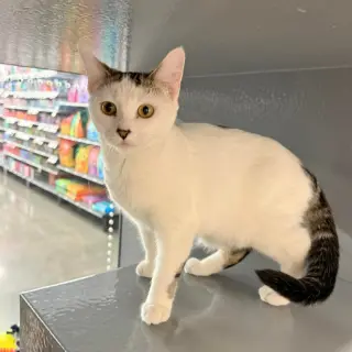 Butterscotch