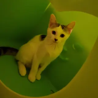 Butterscotch
