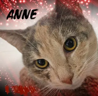 Anne