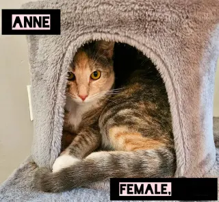 Anne