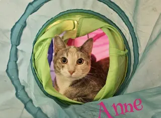 Anne