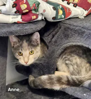 Anne