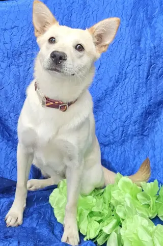 Greta