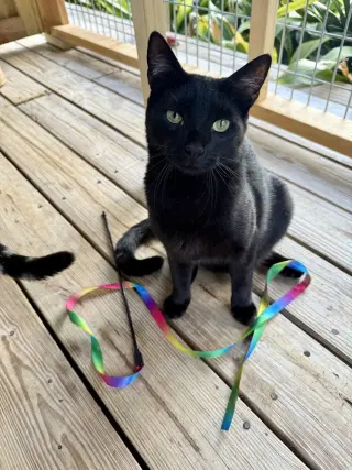 Uno