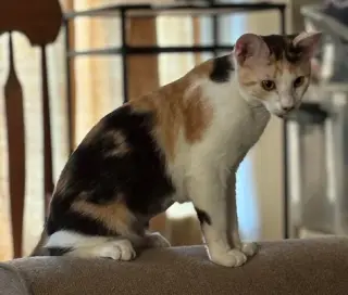Anastasia Buttercup Napa petco