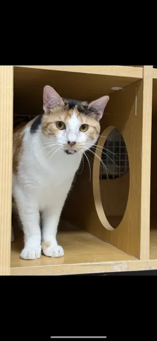 Anastasia Buttercup Napa petco